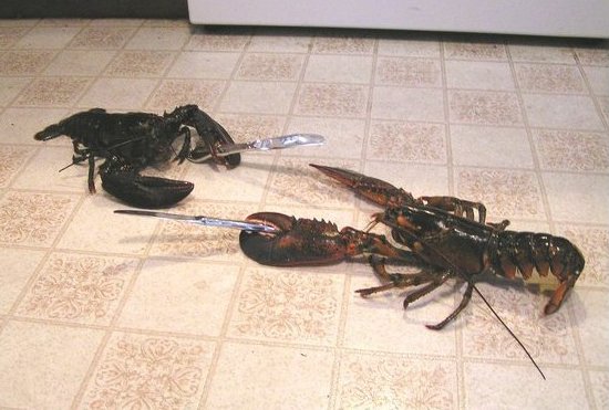 lobster-knife-fight.jpg