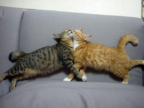 Two cats dancing cheek to cheek