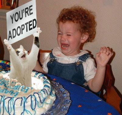 Cat jumping out of birthday cake holding sign that says �You're Adopted�