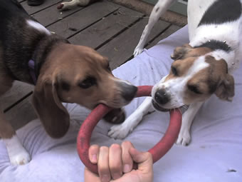 Three-way tug-of-war between two dogs and a person