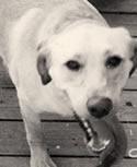 Amos, the big yellow lab. Good boy.
