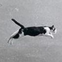 Jumping cat
