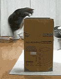 Cat jumping into a box from a portal