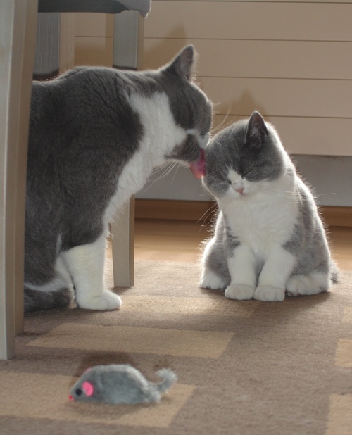 Large cat grooming a wincing smaller cat in front of a toy mouse