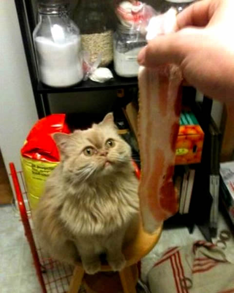 Cat staring at a piece of bacon held by a hand in the foreground