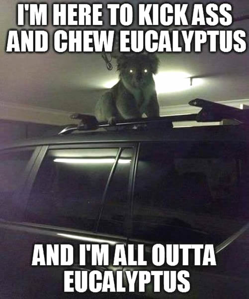 all out of eucalyptus