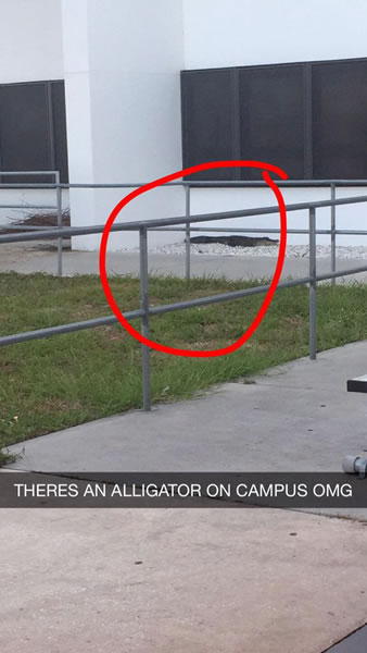 gator on campus