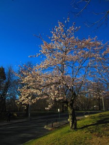 high park cherry blossoms 02 - The Adventures of Accordion Guy in the