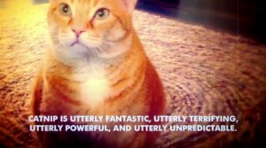 Spaced-out cat: "Catnip is utterly fantastic, utterly terrifying, utterly powerful and utterly unpredictable"
