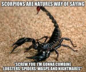 Scorpion photo: "Scorpions are nature's way of saying 'Screw you. I'm gonna combine lobsters, spiders, wasps and nightmares.'"