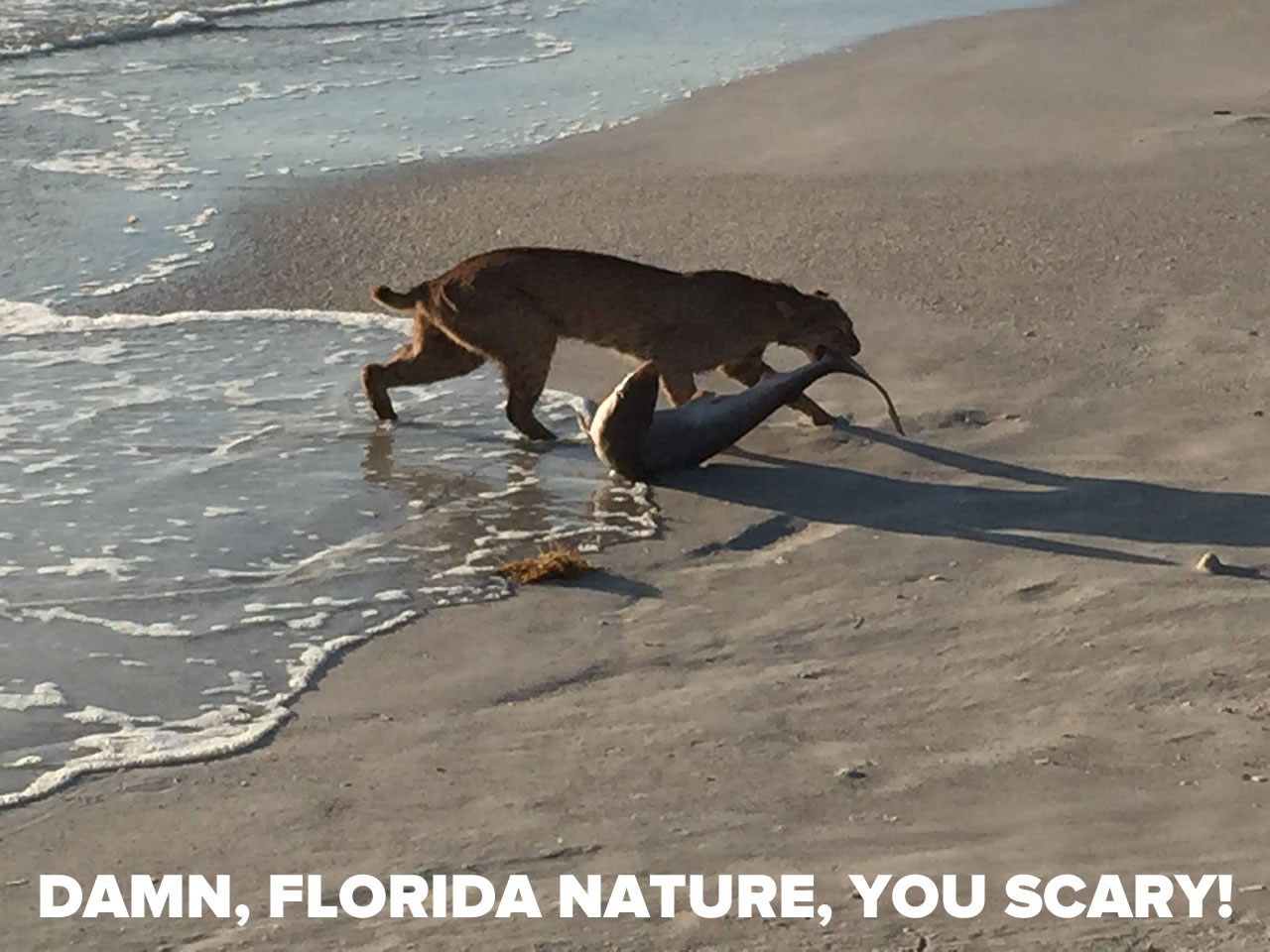 damn florida nature you scary - The Adventures of Accordion in the 21st