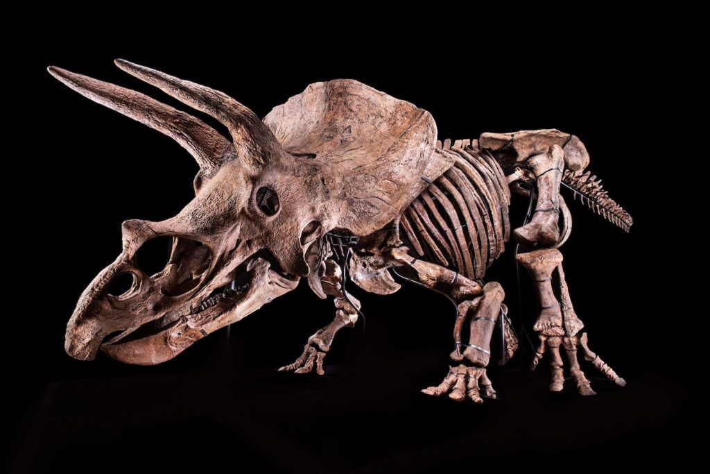 Profile view of Big John, a triceratops skeleton.