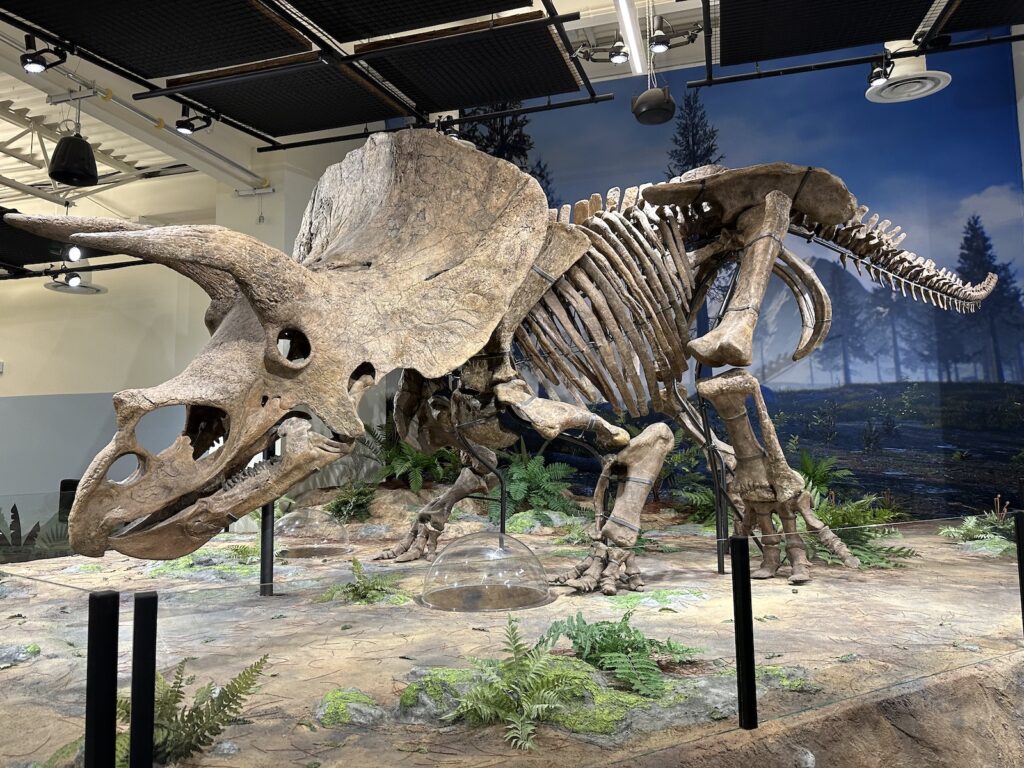 Side view of “Big John,” a triceratops, on display at the Glazer Children’s Museum.