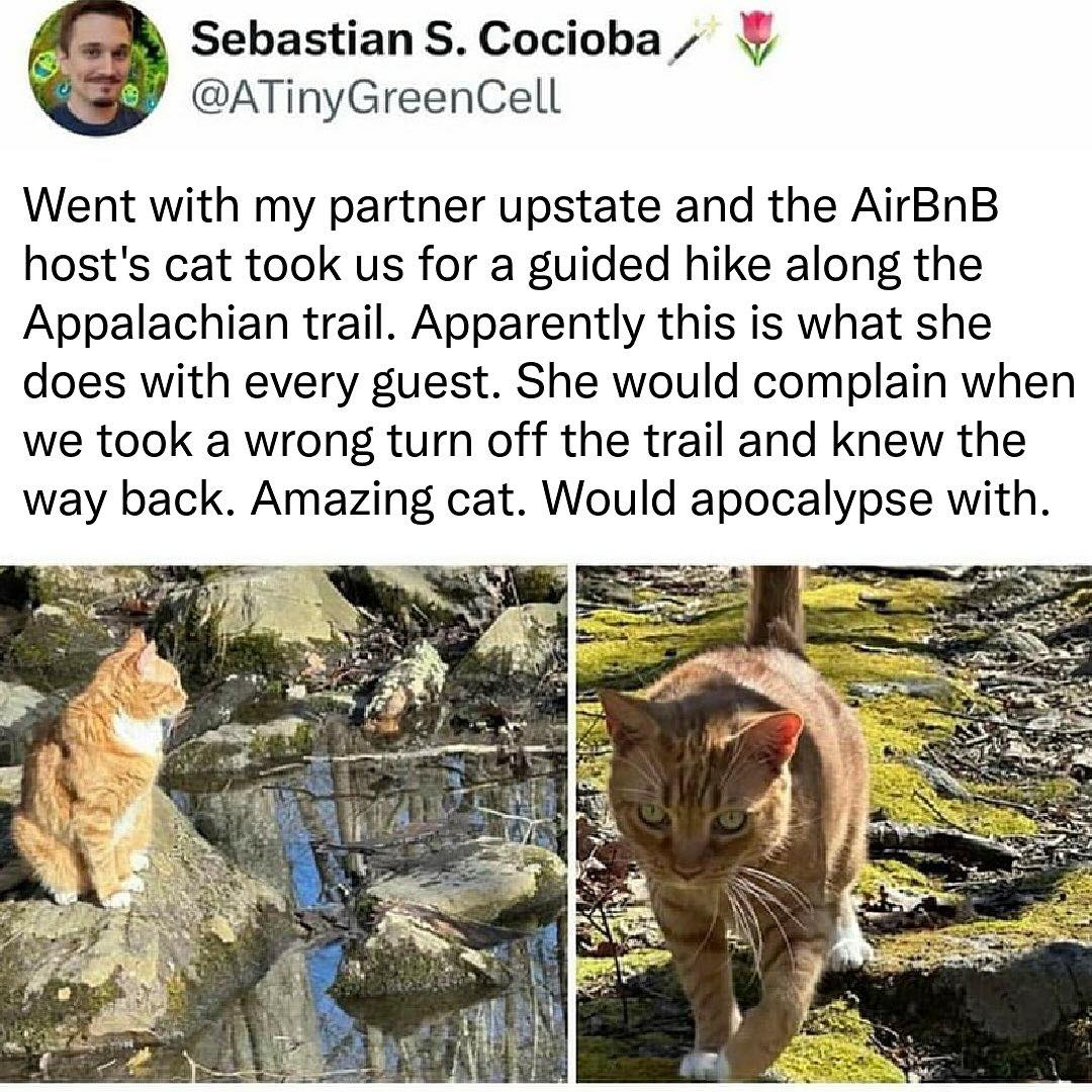 airbnb-cat