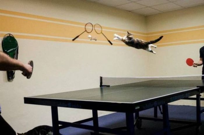 cat-ping-pong