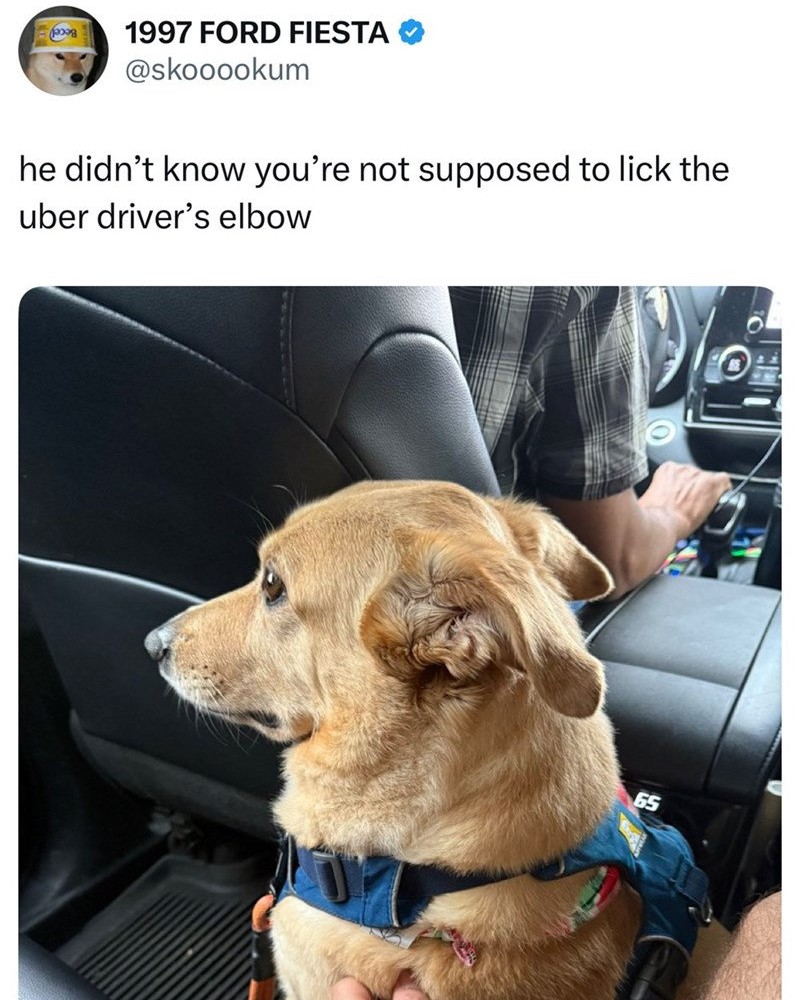 doggy-didnt-know