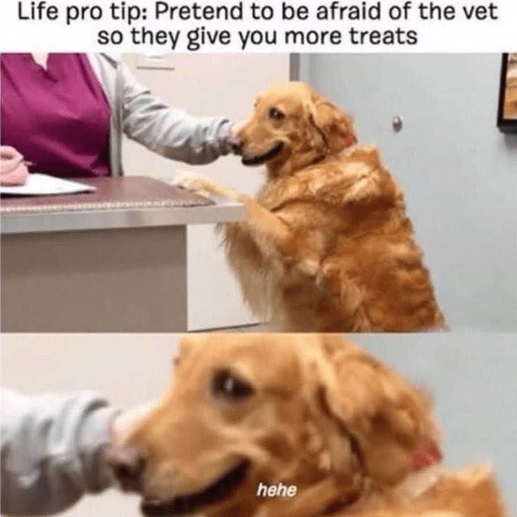 pretend-to-be-afraid-of-the-vet