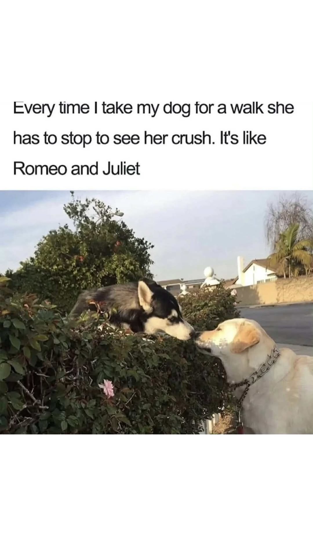 dog-romeo-and-juliet