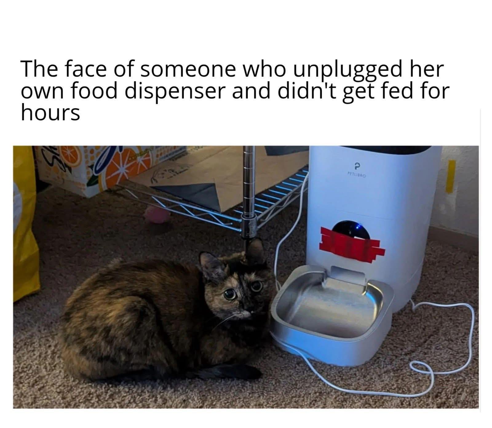 face-of-someone-who-unplugged-their-food-dispenser