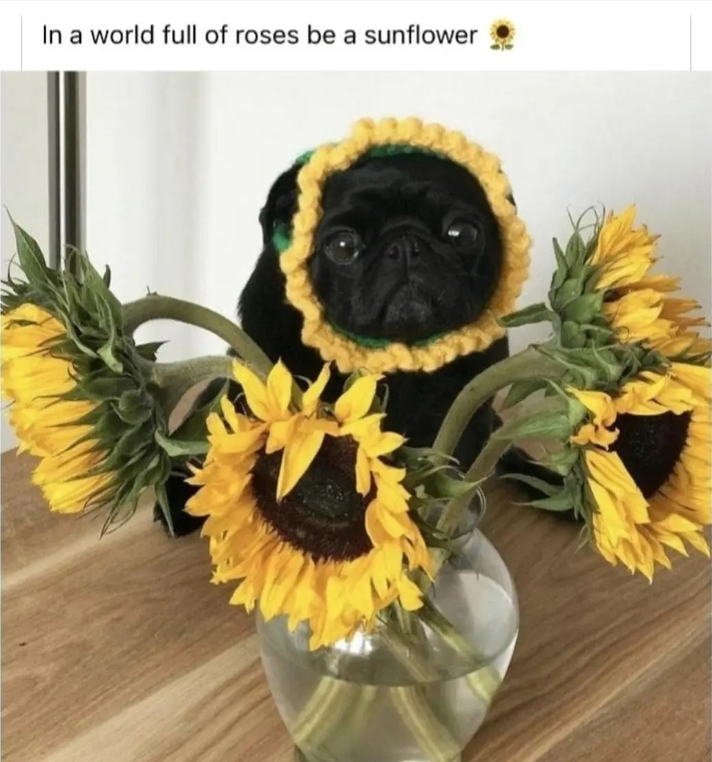 in-a-world-full-of-roses-be-a-sunflower