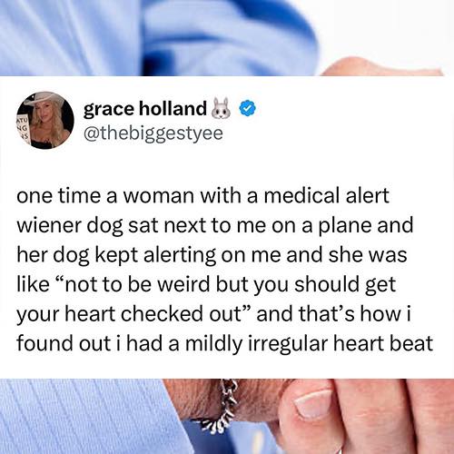 medical-alert-wiener-dog