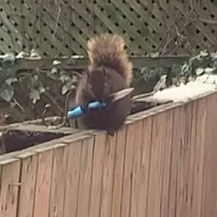 squirrel-with-a-knife