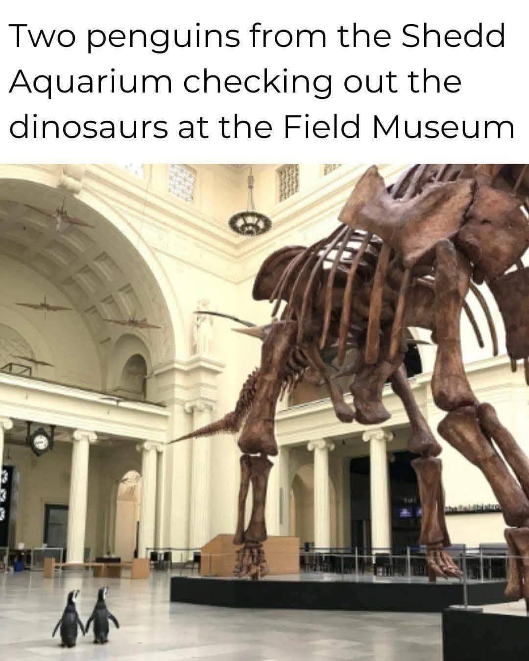 two-penguins-from-shedd-aquarium