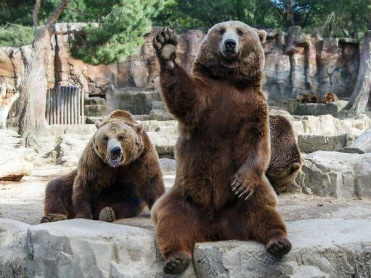 bears-say-hello