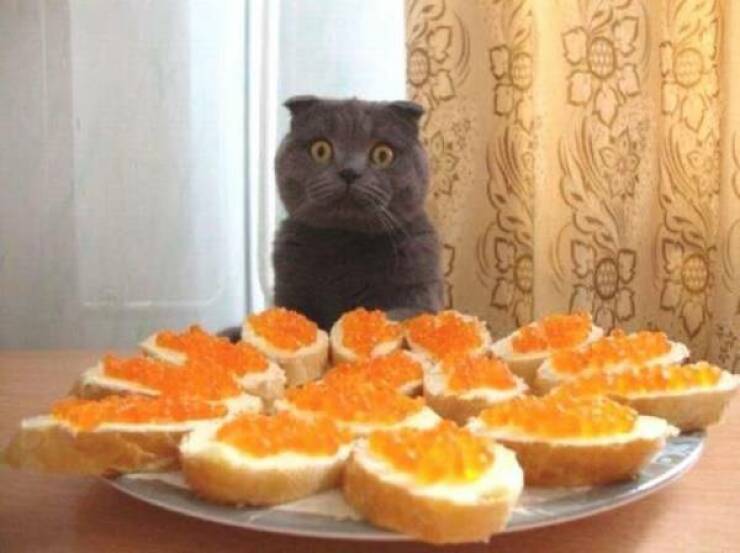 cat-and-caviar