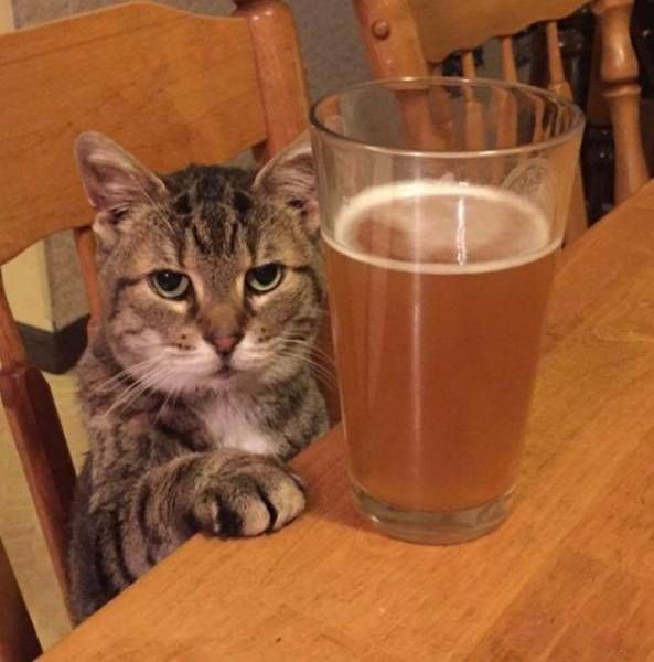 cat-beer