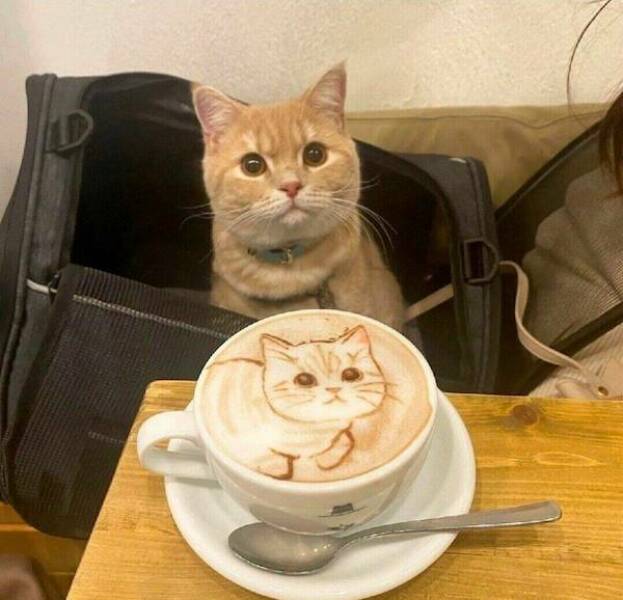 cat-puccino
