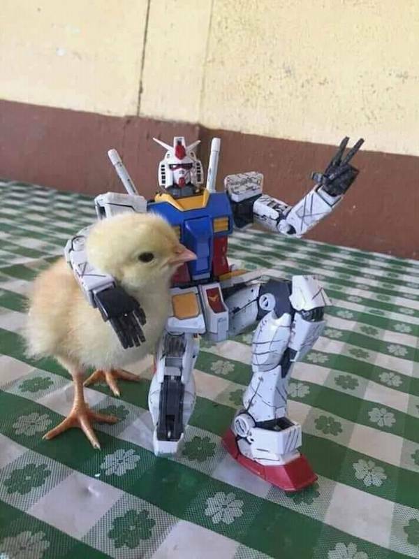 chicks-dig-robots