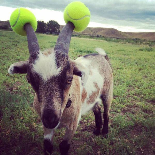 goat-with-tennis-balls-on-horns