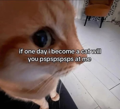if-one-day-i-become-a-cat