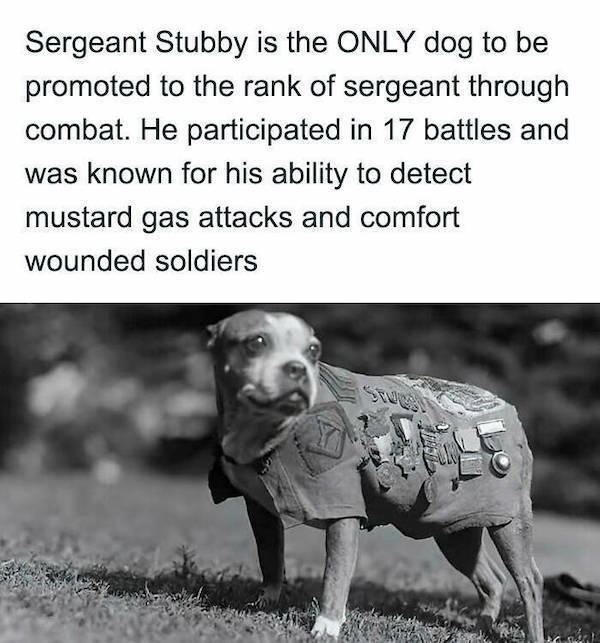 sergeant-stubby