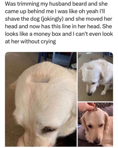 shave-the-dog