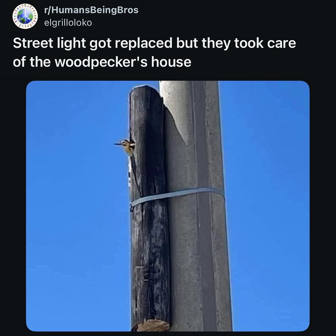 took-care-of-woodpeckers-house