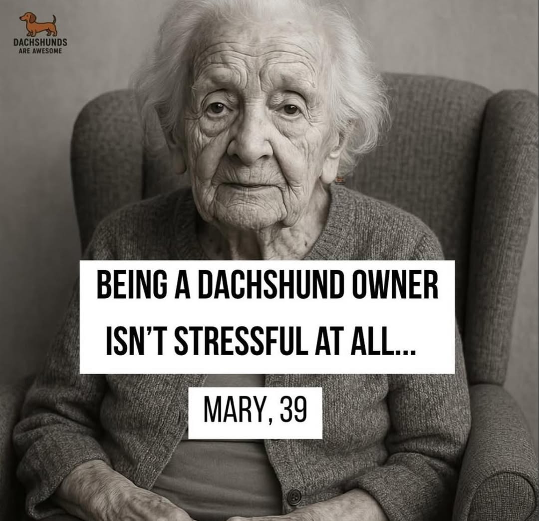 being-a-dachsund-owner-isnt-stressful-at-all