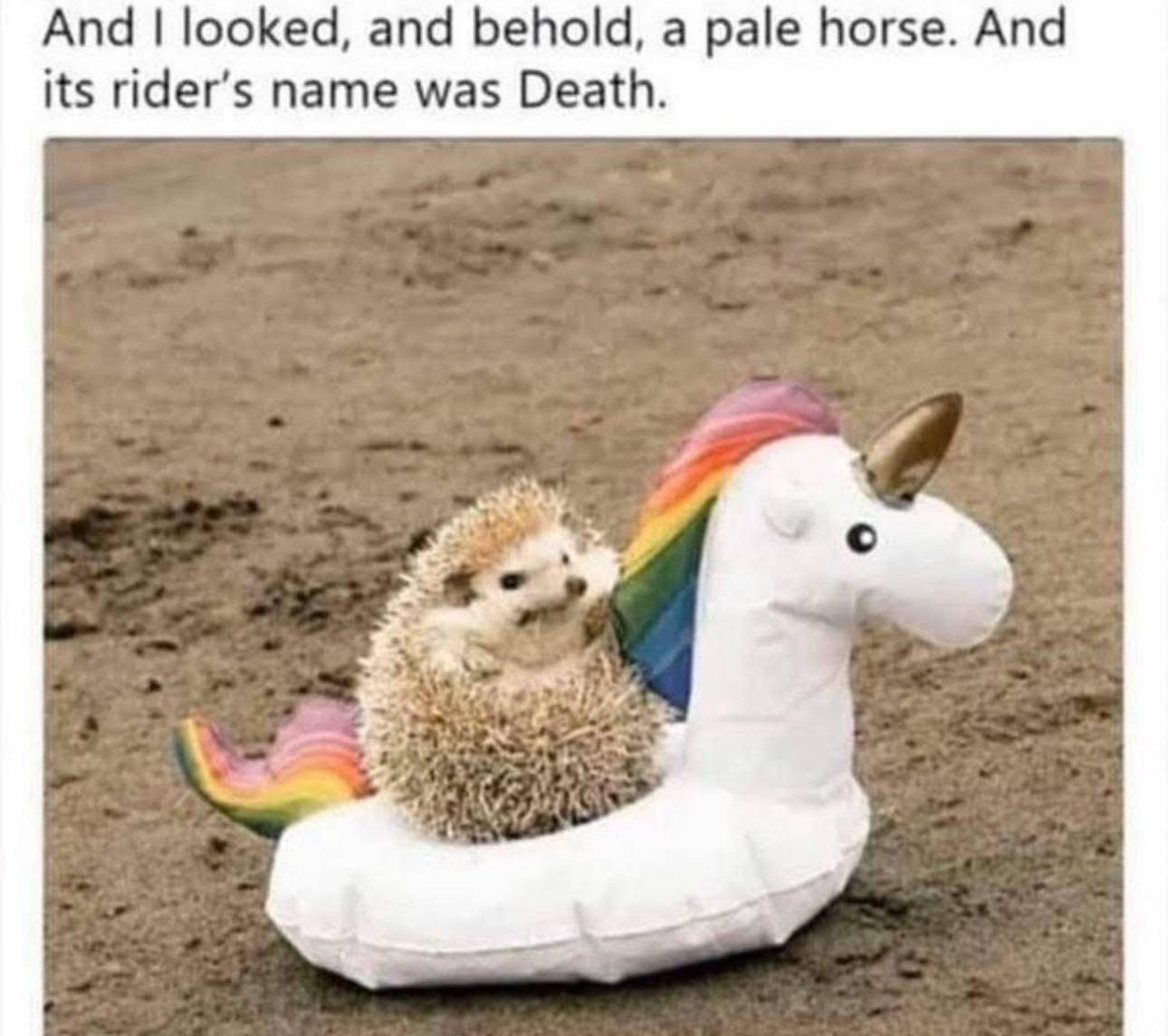 fourth-hedgehog-of-the-apocalypse