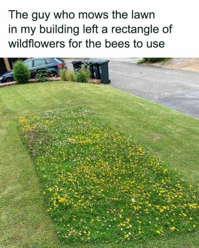 left-a-rectangle-of-wildflowers