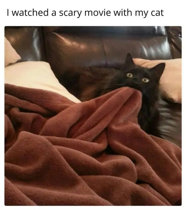 scary-movie-with-cat