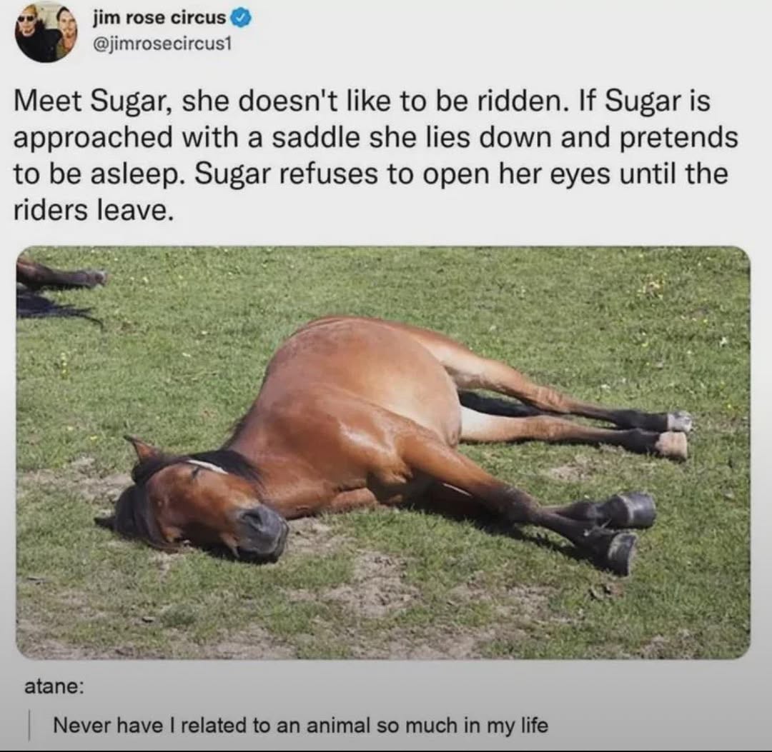 sugar-the-horse