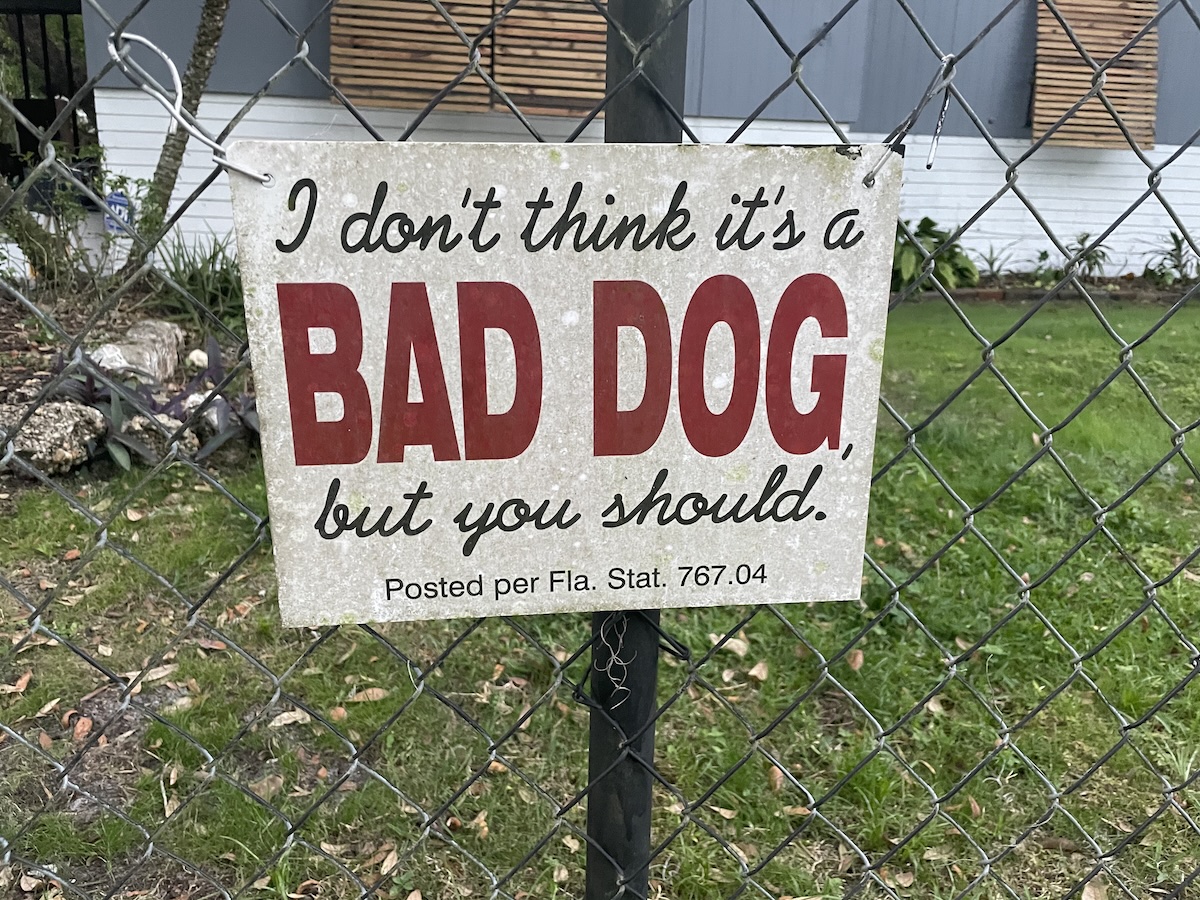 bad-dog