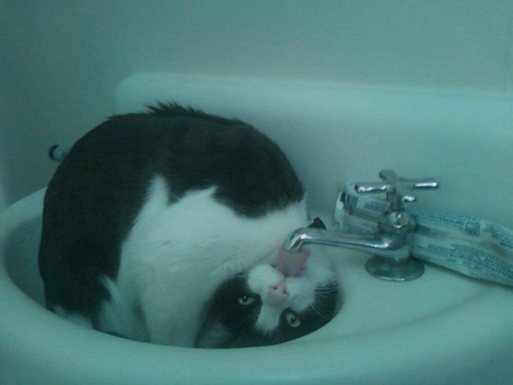 cat-in-sink