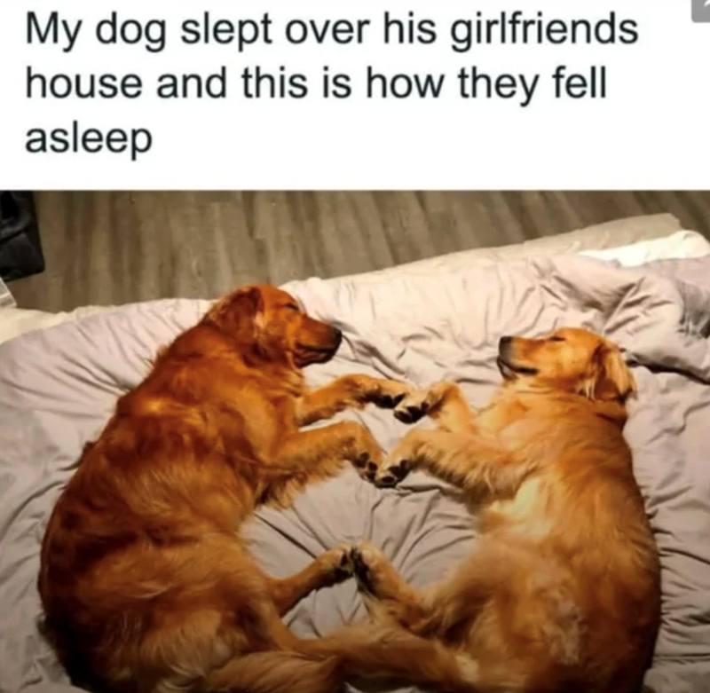 dog-slept-over-at-his-girlfriends-house