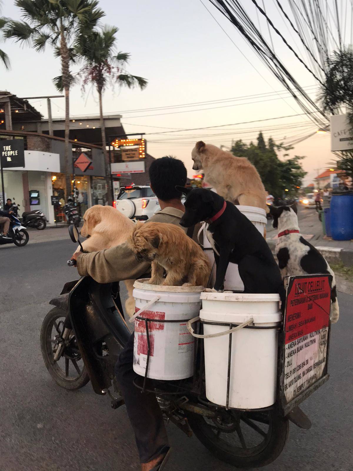 dogs-on-motorbike