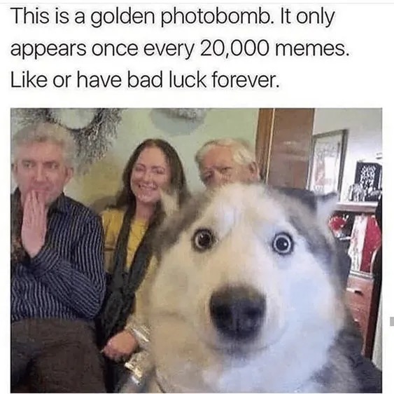 golden-photobomb