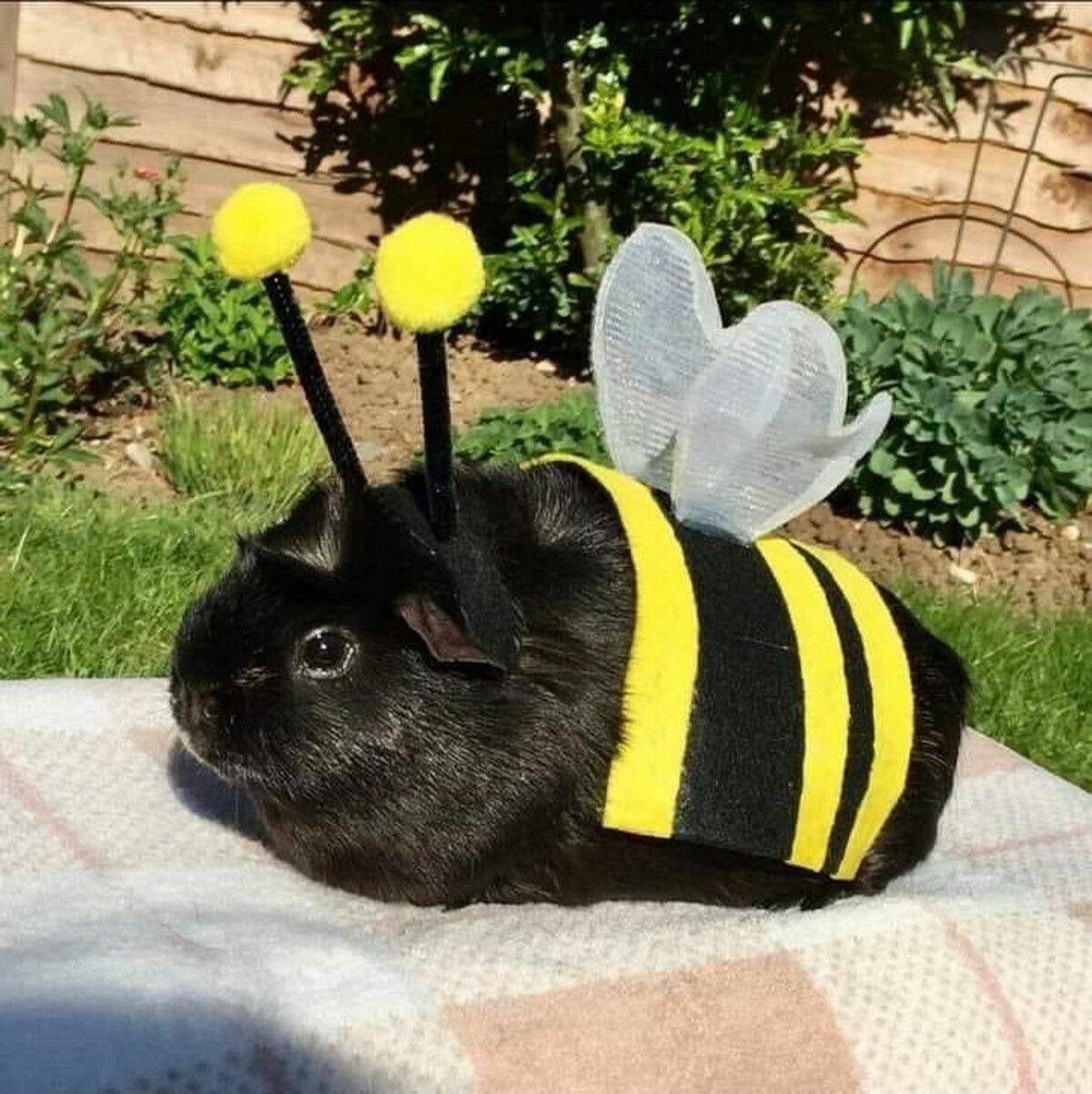 guinea-bee