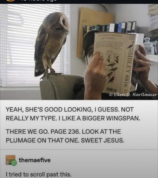 owl-checking-them-out