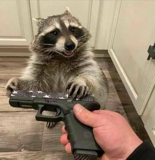 raccoon-and-gun